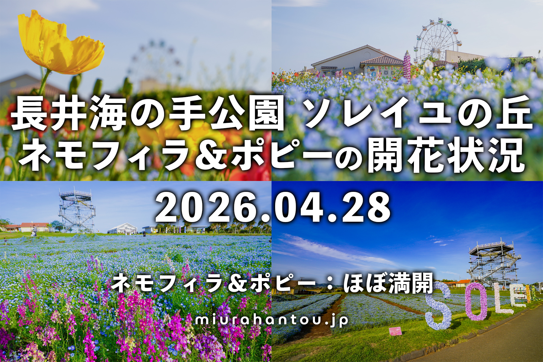 長井海の手公園 ソレイユの丘のネモフィラ＆ポピー・開花状況（撮影日：2026.04.28）