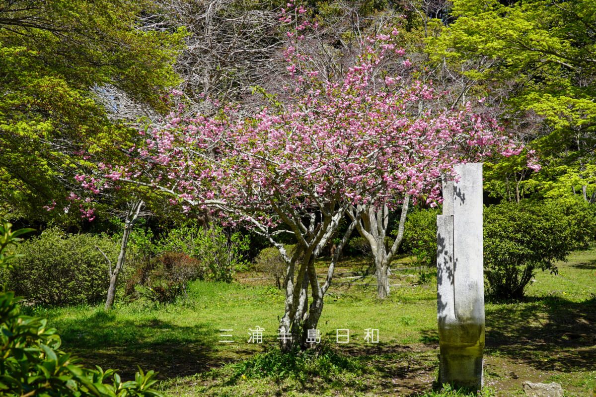 源氏山公園・カイドウ（撮影日：2026.04.03）