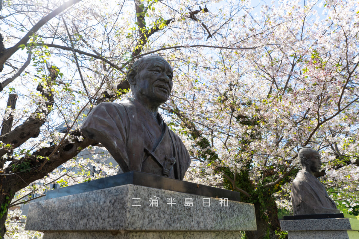平和中央公園-博物館前広場・桜の季節の作者不詳「栗本鋤雲胸像」[斜め左]（撮影日：2026.04.08）