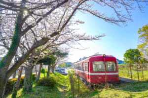第一運動公園・桜と京急デハ601車両を前方より望む（撮影日：2026.04.03）