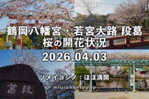 鶴岡八幡宮の桜・開花状況（撮影日：2026.04.03）