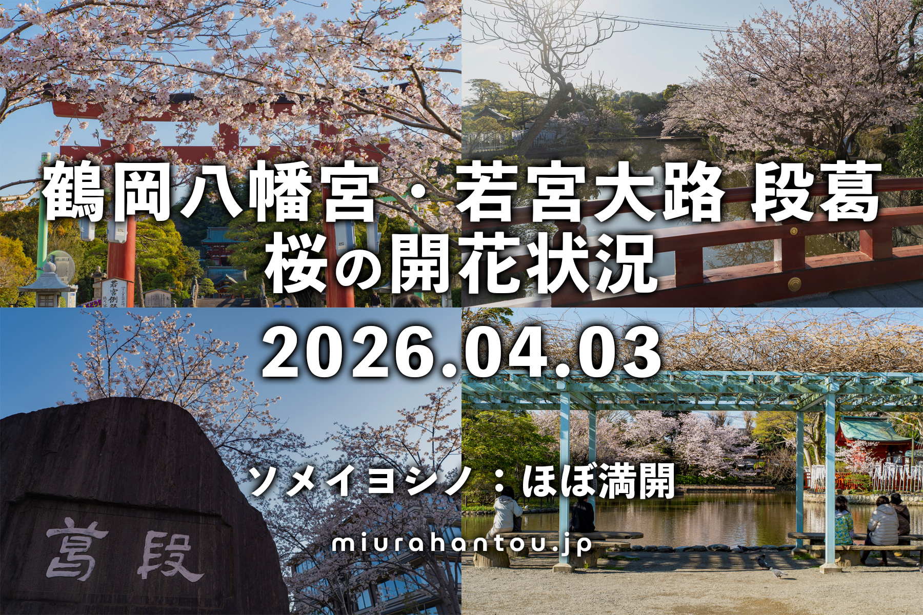 鶴岡八幡宮の桜・開花状況（撮影日：2026.04.03）