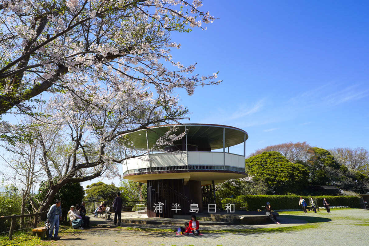 披露山公園・桜と展望台(撮影日:2026.04.03)