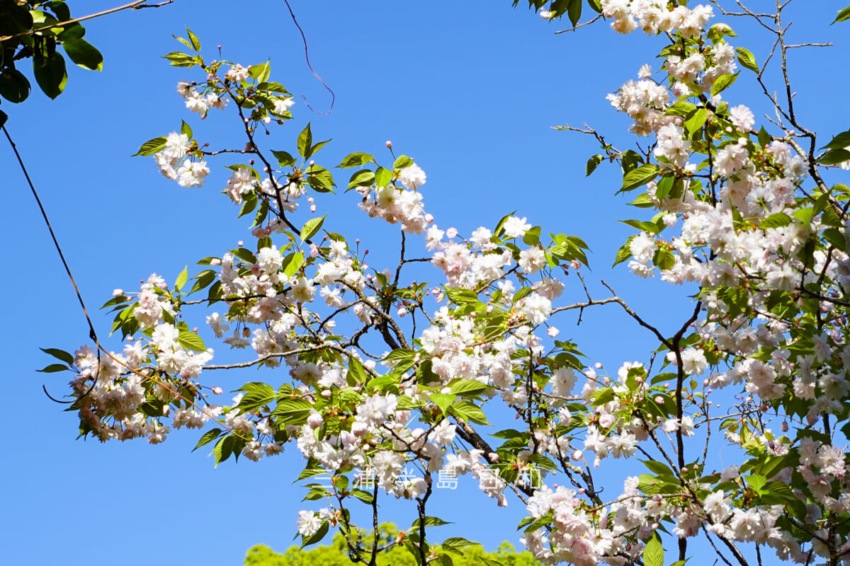 浄妙寺・鎌足桜[アップ]（撮影日：2026.04.16）