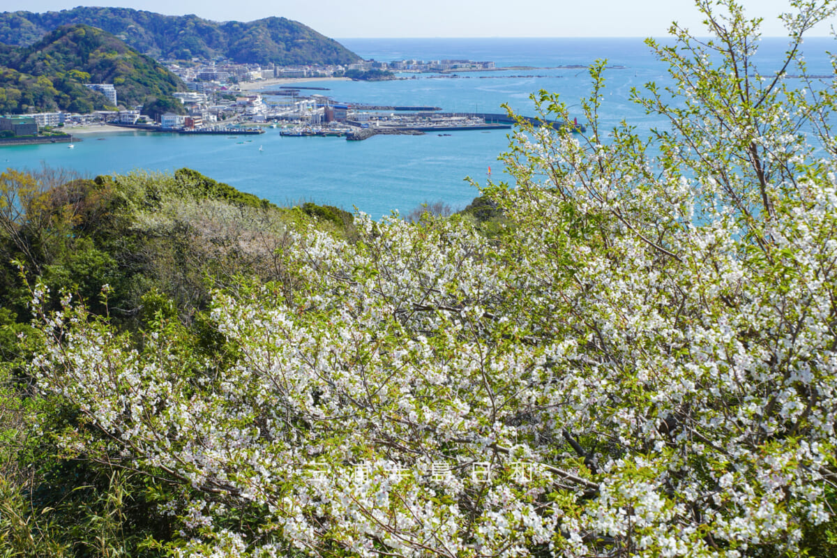 披露山公園・展望広場下のオオシマザクラ越しに葉山方面を望む(撮影日:2026.04.03)