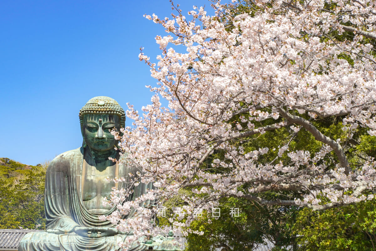 鎌倉大仏殿高徳院・桜と大仏様(撮影日:2026.04.03)