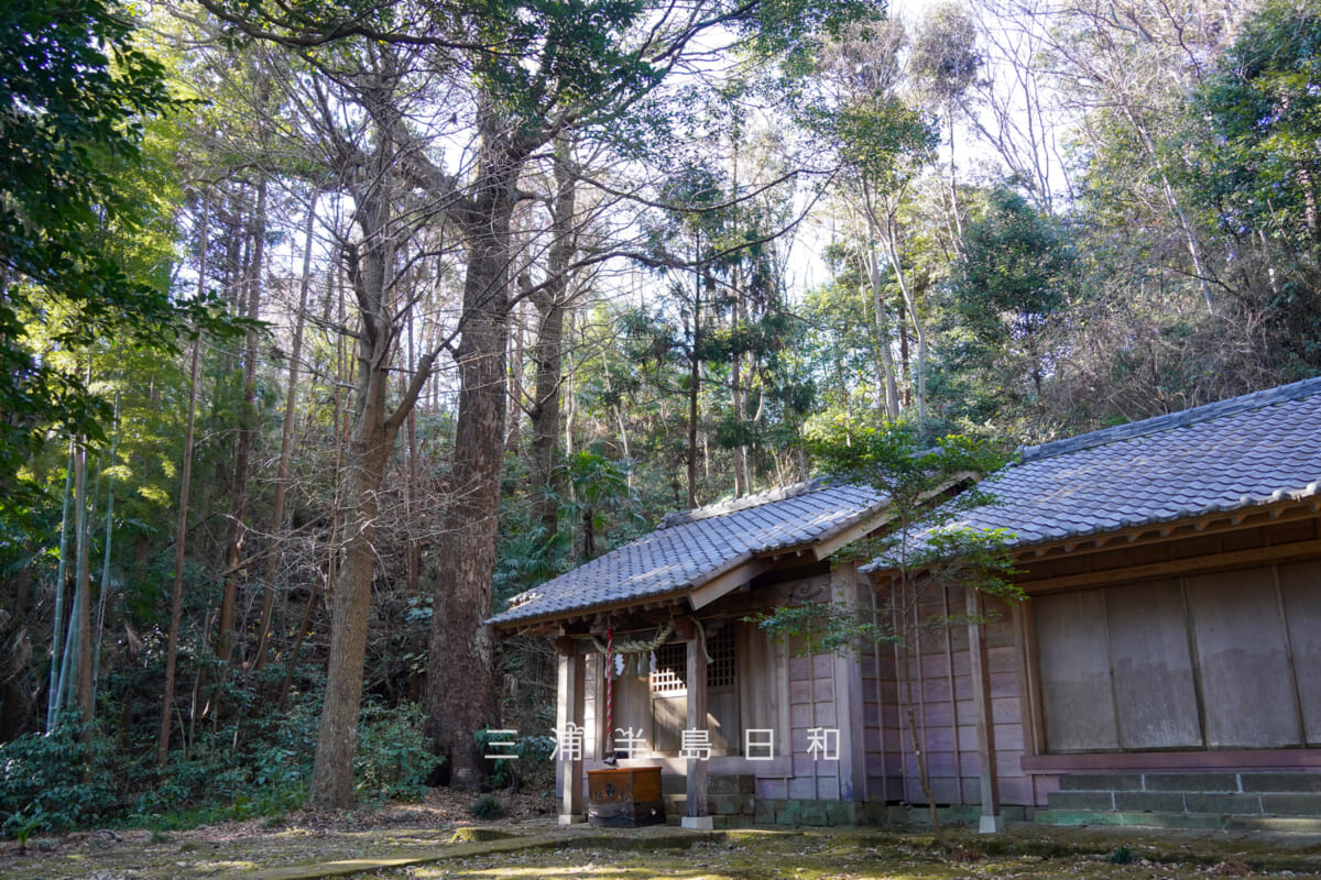 熊野神社（浄明寺）・樹木がうっそうと茂る社殿周辺（撮影日：2026.02.03）