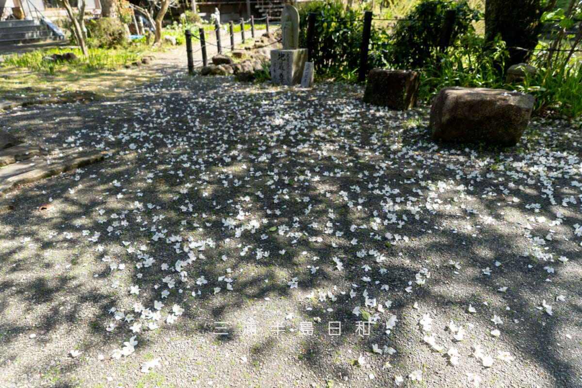 建長寺-回春院・前日までの強風を物語る丸ごと散った無数のオオシマザクラの花弁(撮影日:2026.04.03)