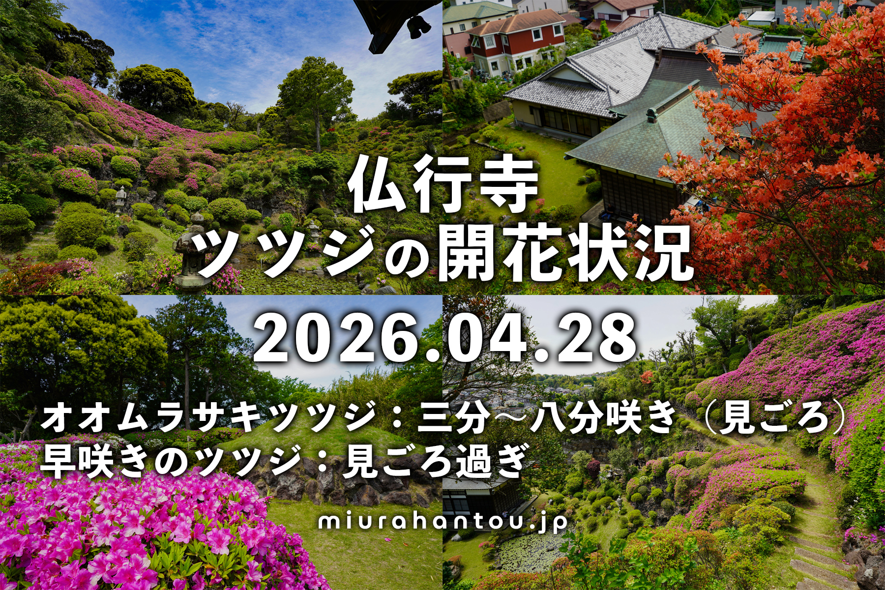 仏行寺のツツジ・開花状況（撮影日：2026.04.28）