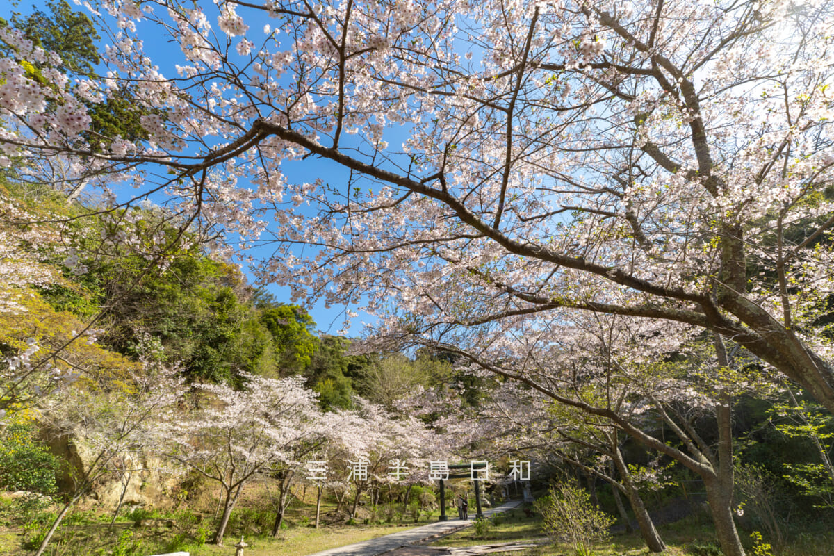 建長寺-半僧坊・春の桜並木を見上げる(撮影日:2026.04.03)