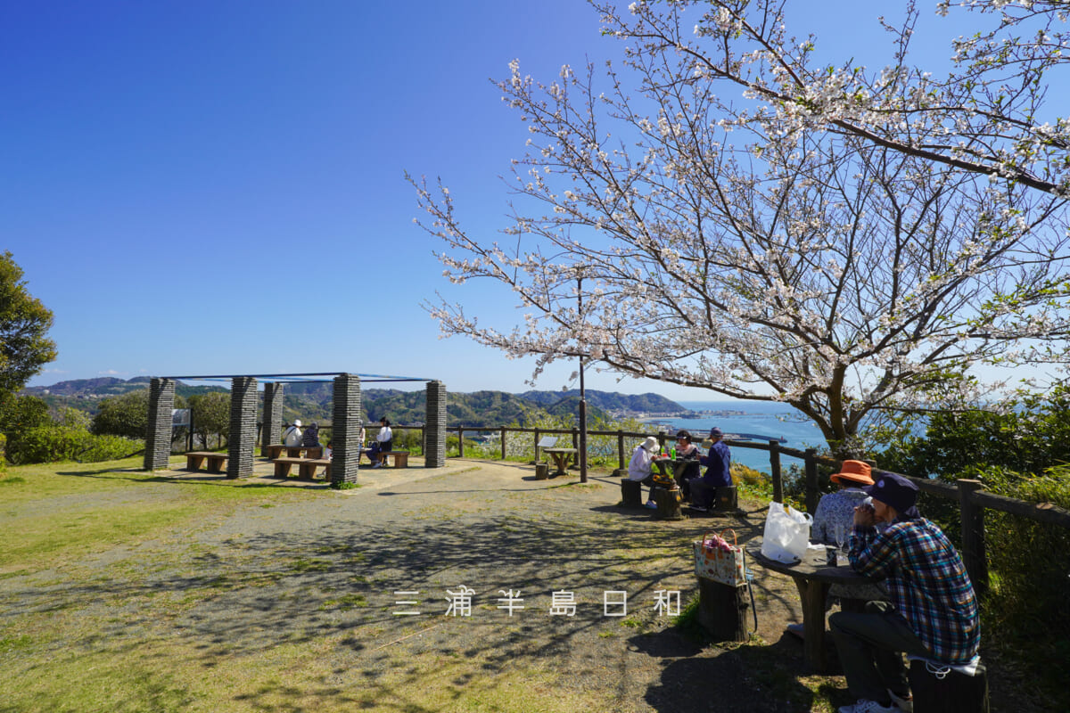 披露山公園・展望広場と桜(撮影日:2026.04.03)