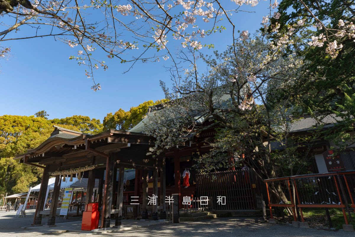 鶴岡八幡宮・若宮と桜(撮影日:2026.04.03)