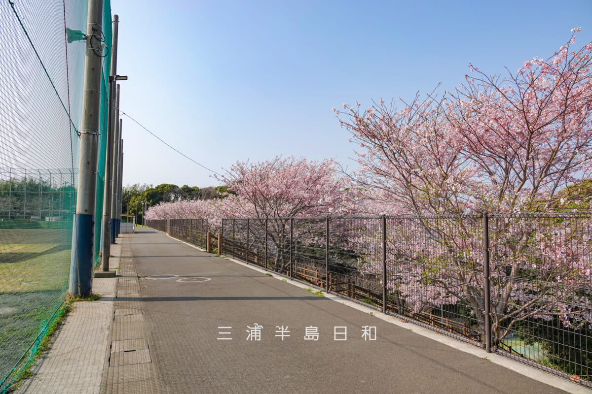 潮風スポーツ公園(三浦スポーツ公園)・野球場三塁側横の桜(撮影日:2026.03.29)