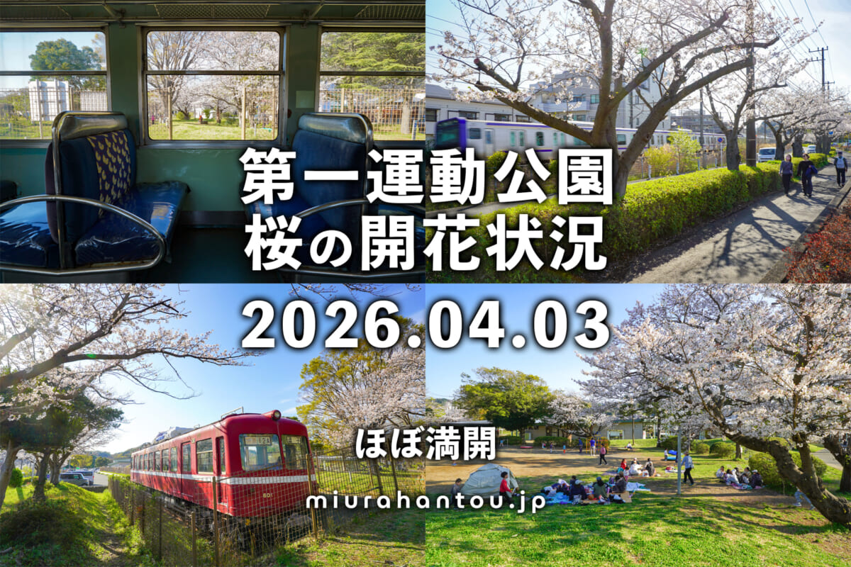 第一運動公園の桜・開花状況（撮影日：2026.04.03）