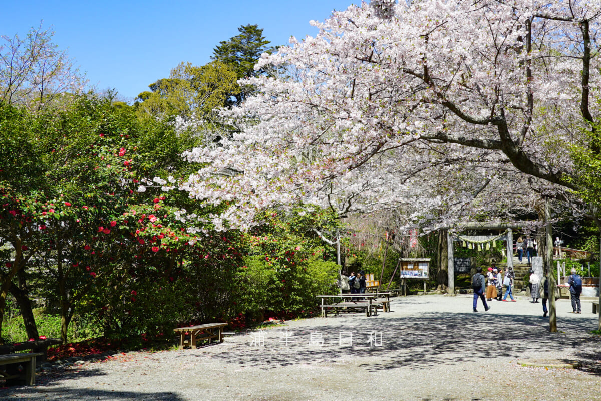 源氏山公園・葛原岡神社前の桜とツバキ（撮影日：2026.04.03）