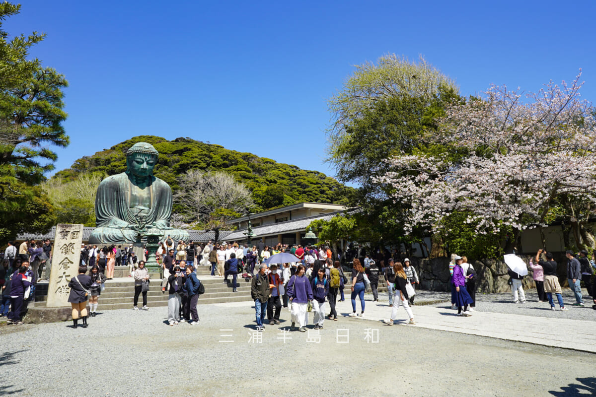 鎌倉大仏殿高徳院・参拝客で賑わう春の境内(撮影日:2026.04.03)