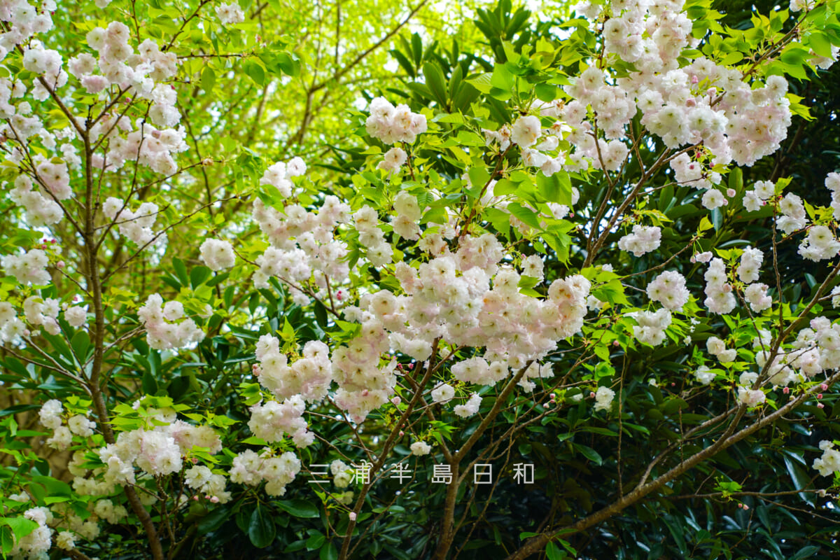 花の木公園・満開の八重桜(撮影日:2026.04.14)