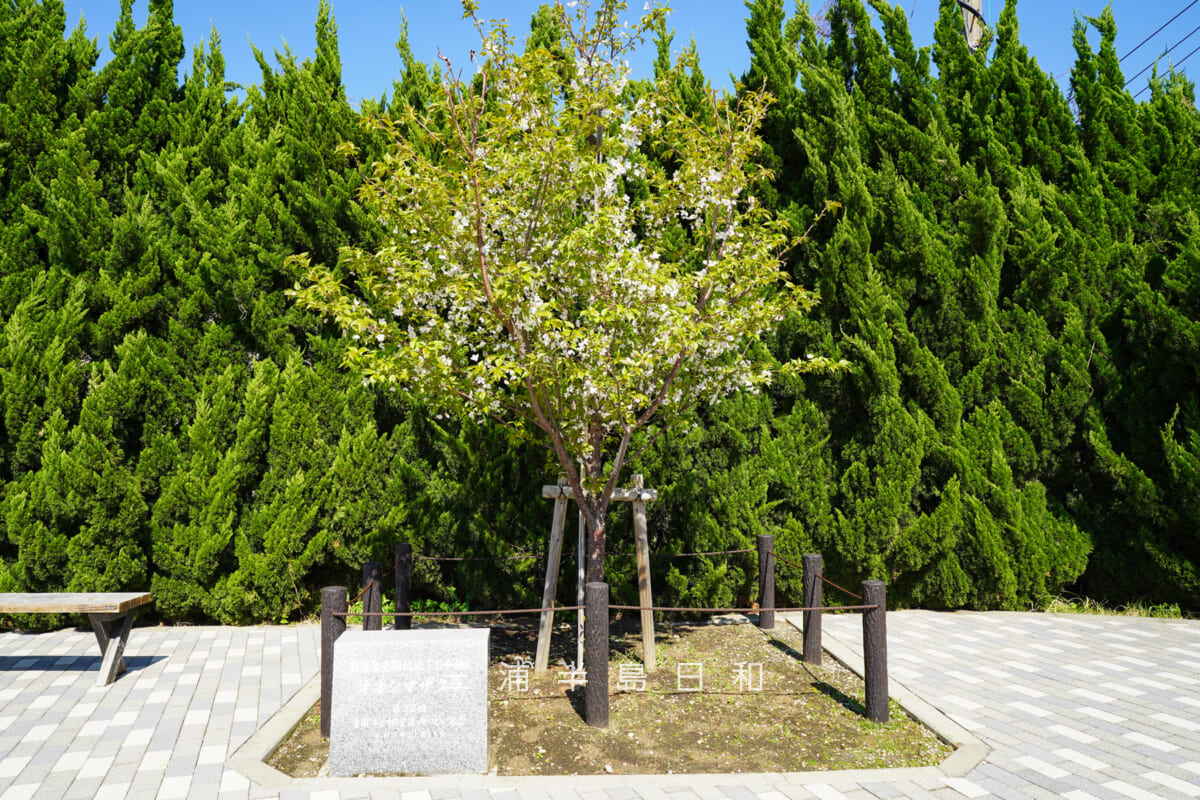 平和中央公園-文化会館前広場・秋篠宮皇嗣妃殿下お手植えのオオシマザクラ（撮影日：2026.04.08）
