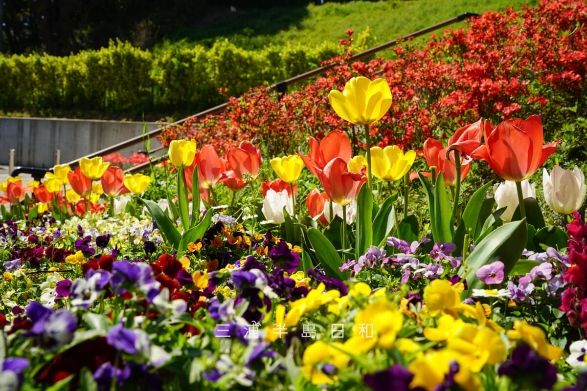 平和中央公園・中央階段（花の階段）下のチューリップ（撮影日：2026.04.08）