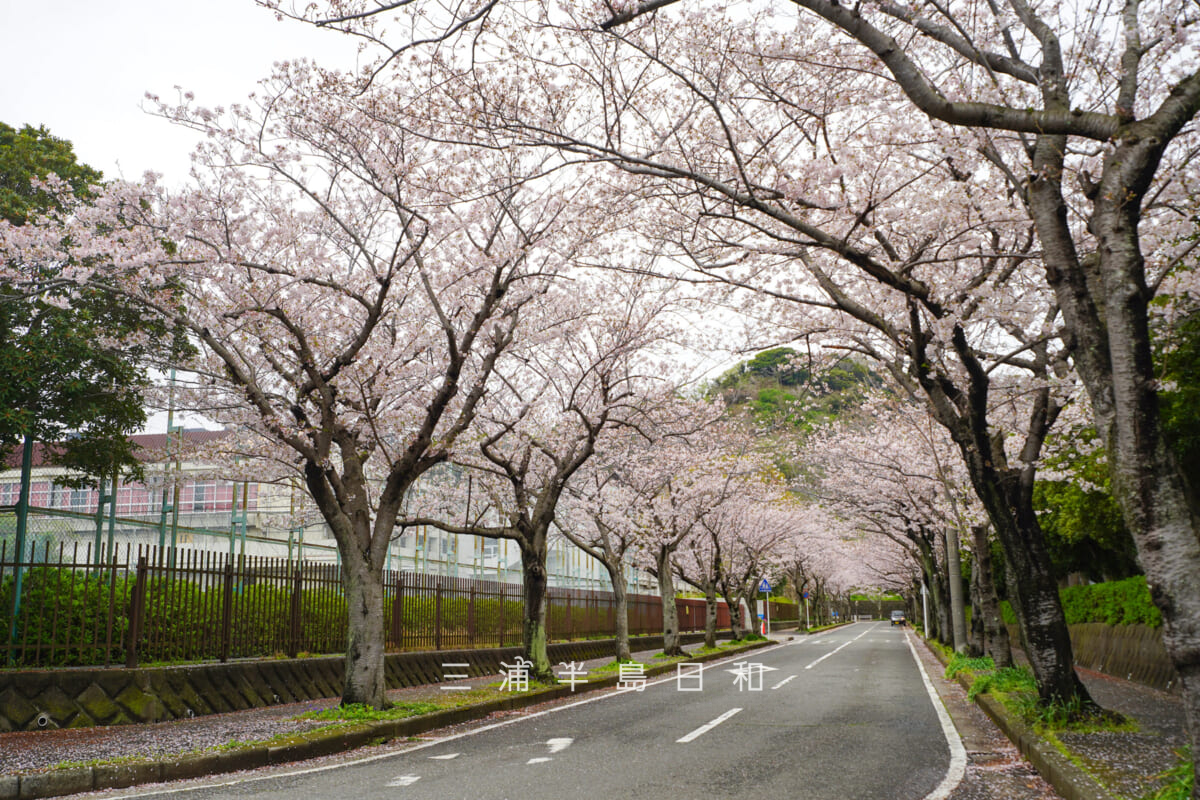 岩戸中学校前桜並木・岩戸支援学校との間（撮影日：2026.04.02）
