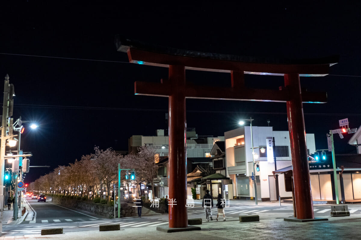 鶴岡八幡宮-若宮大路・夜の三の鳥居と散りはじめの段葛桜並木（撮影日：2026.04.08）