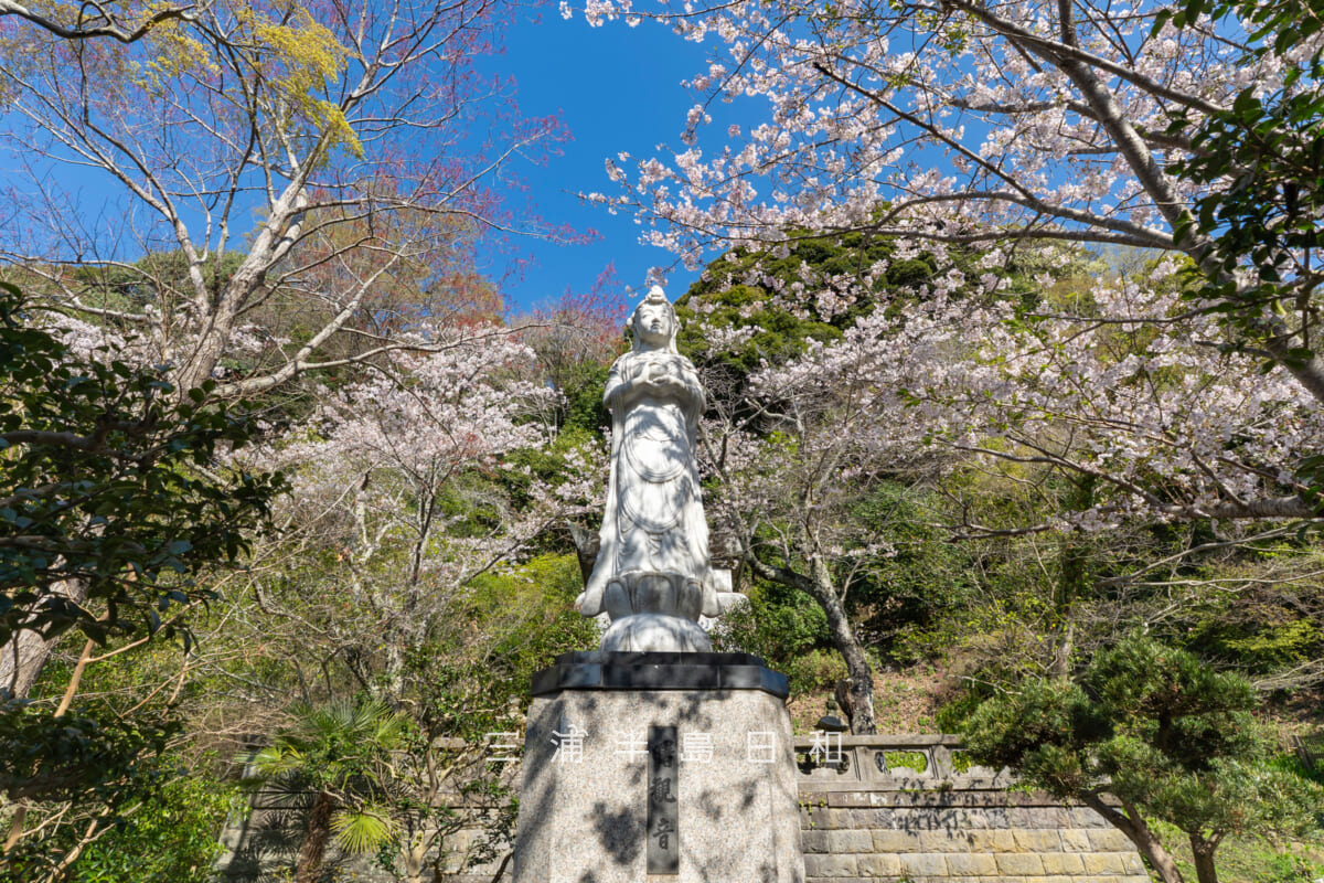 建長寺・春の曙観音(撮影日:2026.04.03)