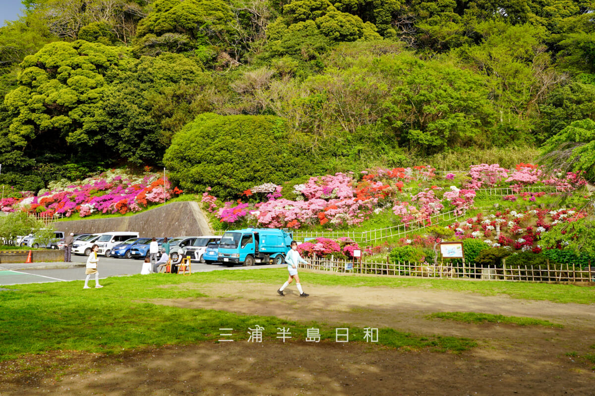 花の木公園・見ごろを迎えたツツジ庭園(全景)(撮影日:2026.04.14)