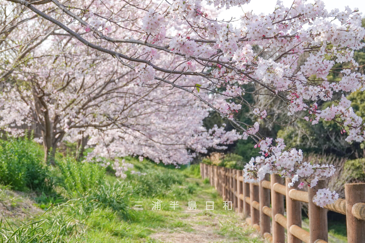 潮風スポーツ公園(三浦スポーツ公園)・野球場三塁側横の桜並木(撮影日:2026.03.29)