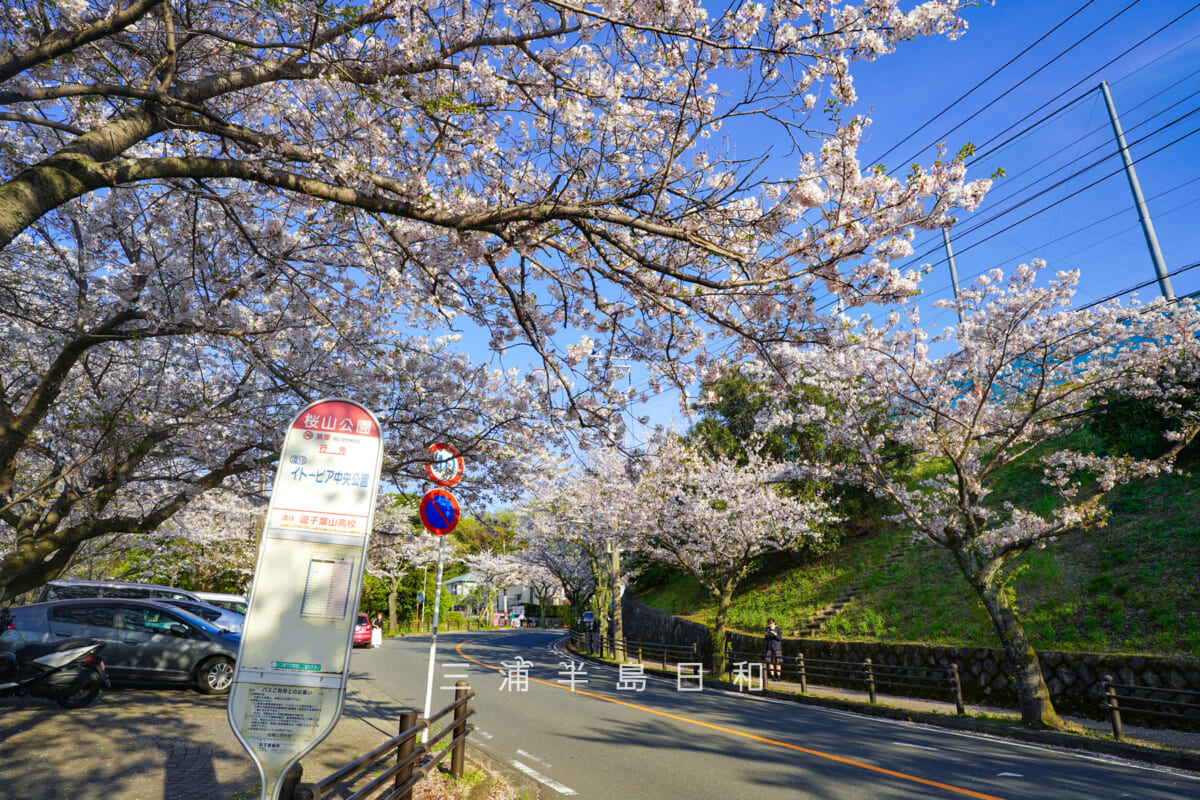 逗子桜山の桜並木・桜山公園バス停付近(撮影日:2026.04.03)