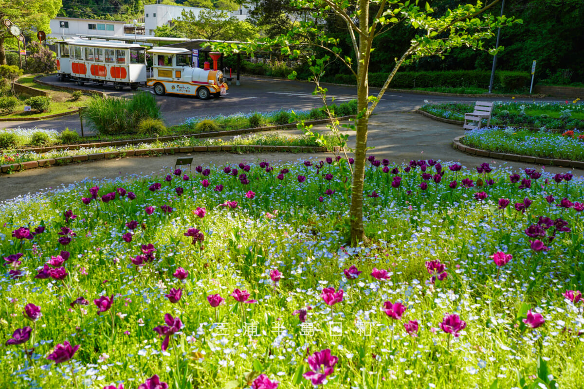 くりはま花の国・四季の花壇とフラワートレイン（撮影日：2026.04.16）