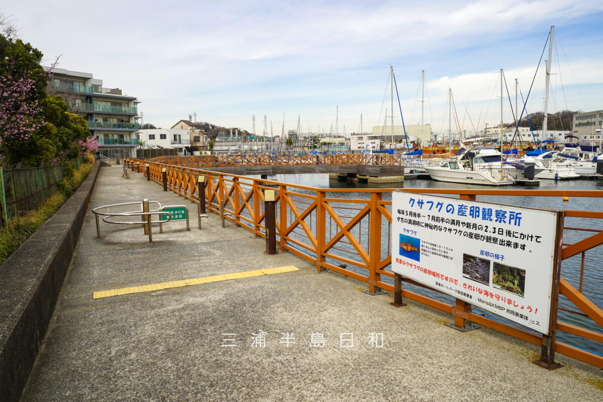 深浦ボートパーク・岸壁（自転車歩行者専用道路、クサフグの産卵観察所）（撮影日：2026.02.27）