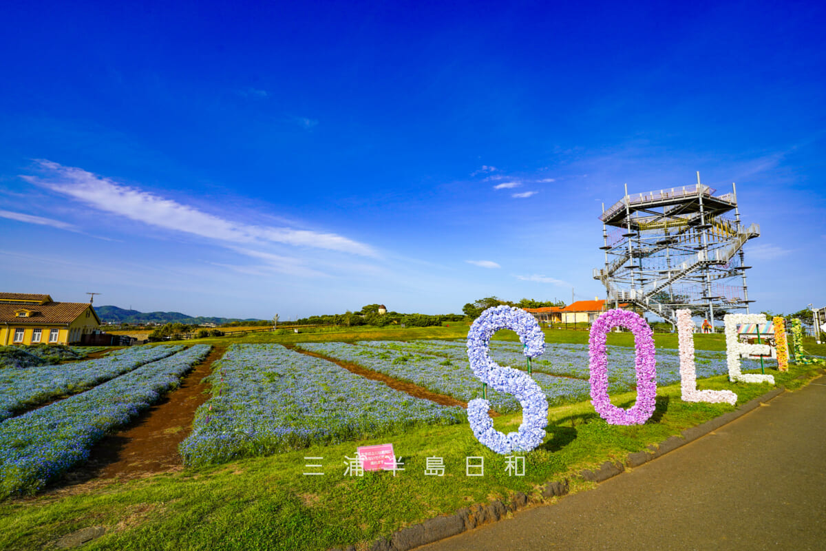 長井海の手公園 ソレイユの丘・ネモフィラと「SOLEIL」花文字フラワーアート[ワイド]（撮影日：2026.04.28）