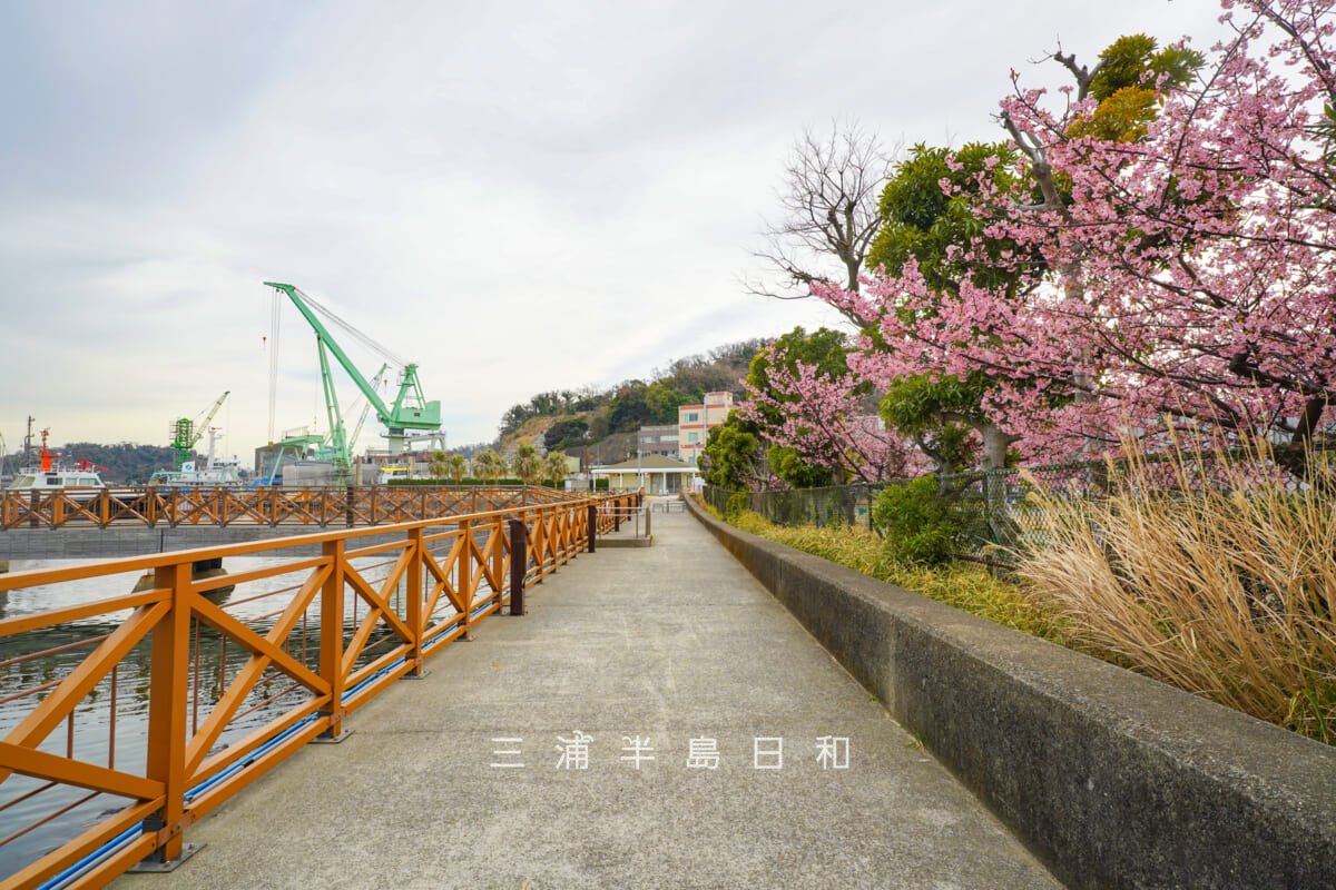 深浦ボートパーク・隣接する浦郷公園の河津桜と岸壁（自転車歩行者専用道路）（撮影日：2026.02.27）