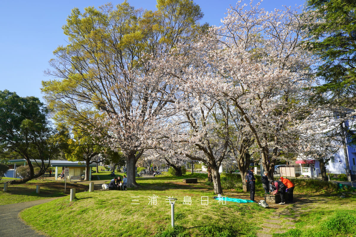 第一運動公園・京急デハ601車両前の桜（撮影日：2026.04.03）