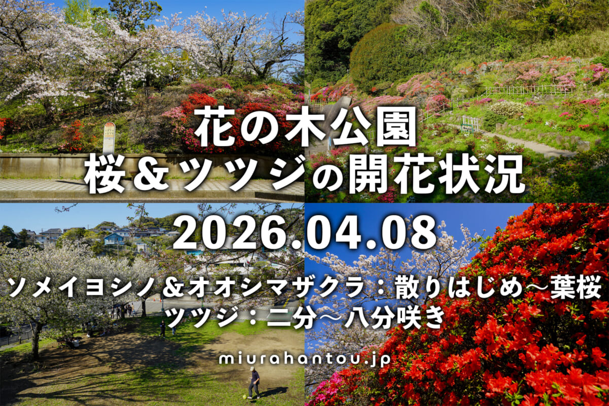 葉山花の木公園の桜＆ツツジ・開花状況（撮影日：2026.04.08）