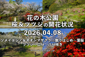 葉山花の木公園の桜＆ツツジ・開花状況（撮影日：2026.04.08）