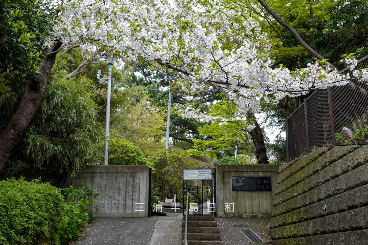 馬門山海軍墓地(横須賀海軍墓地)・正門とオオシマザクラ(撮影日:2026.04.05)