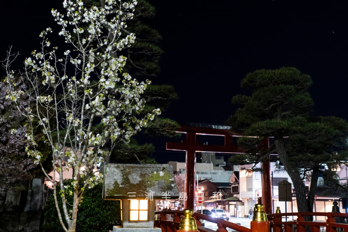 鶴岡八幡宮・夜の源氏池のほとり（撮影日：2026.04.08）