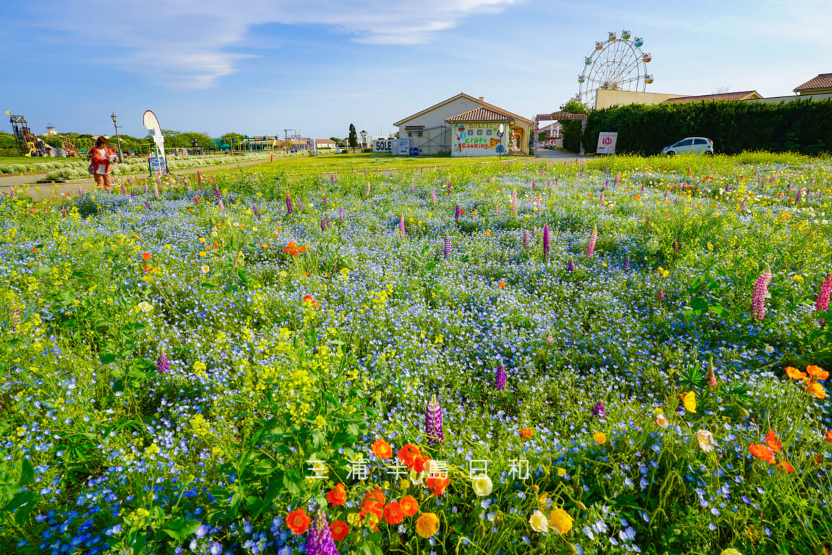 長井海の手公園 ソレイユの丘・ポピー、ネモフィラ、ルピナス、ナノハナが咲き乱れる春のフラワーガーデンウエスト（撮影日：2026.04.28）