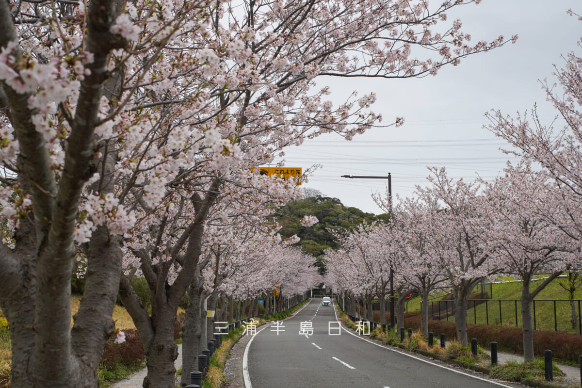光の丘（YRP）桜並木・若木の頃にYRP側より岩戸中方面を望む（撮影日：2026.04.02）