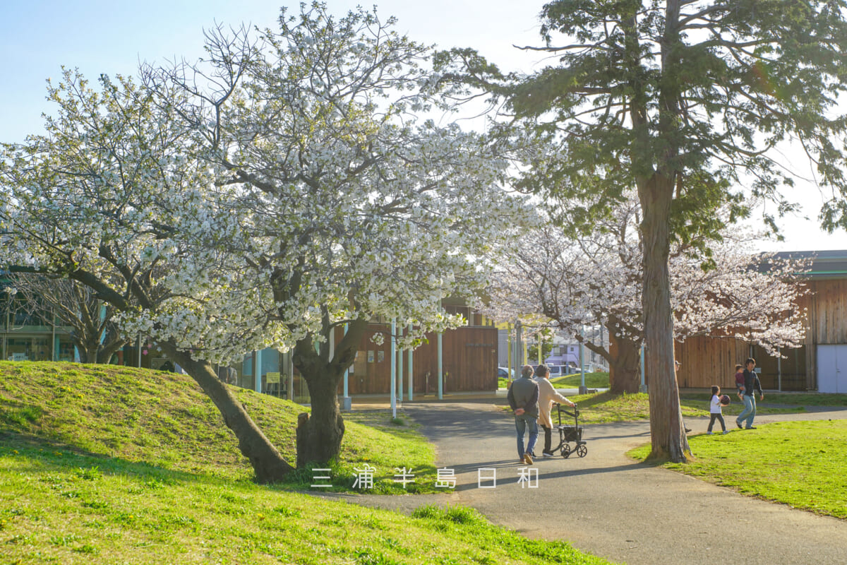 第一運動公園・体験学習施設スマイル近くの園路沿いのオオシマザクラとソメイヨシノ（撮影日：2026.04.03）