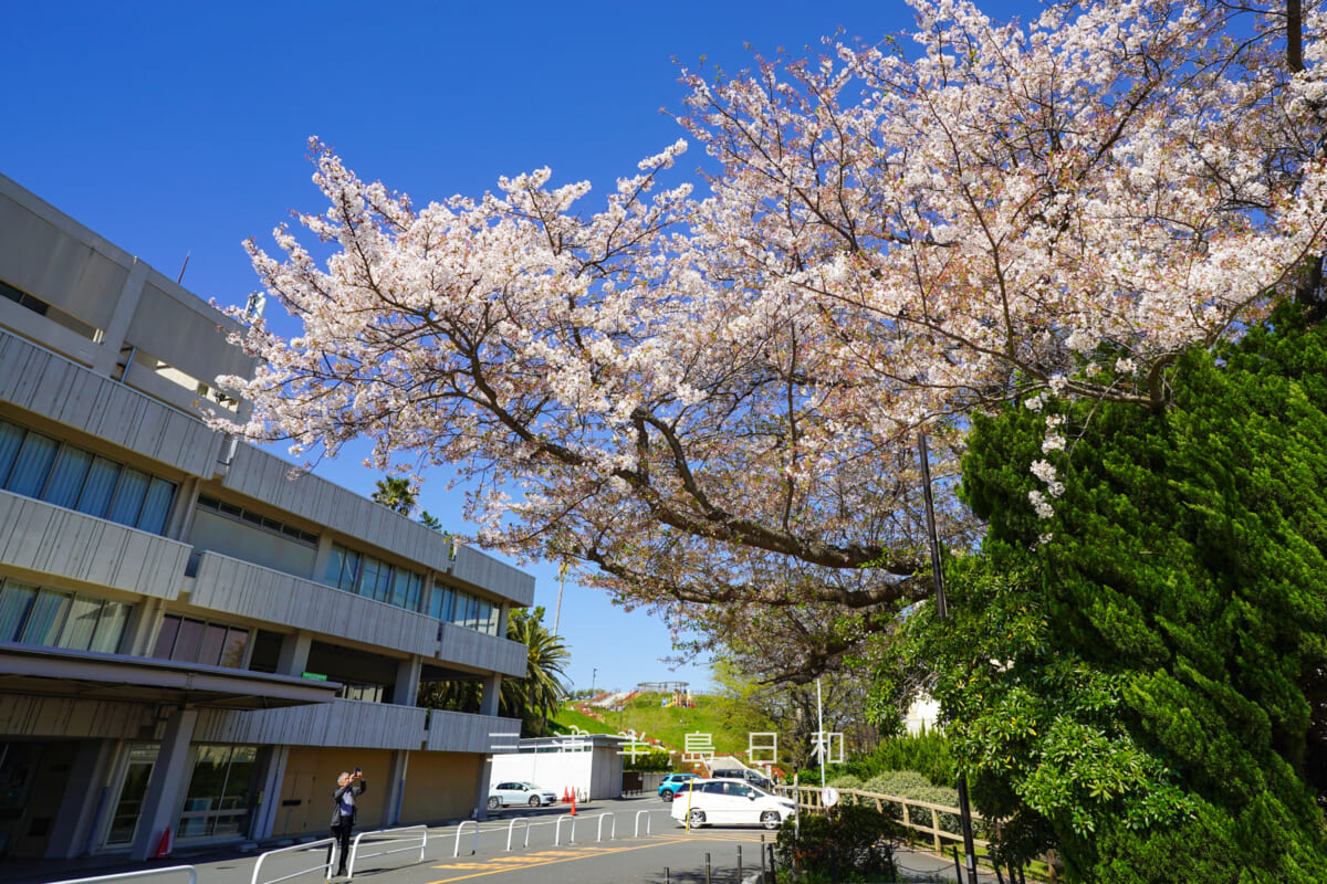 平和中央公園・文化会館前広場のソメイヨシノ（撮影日：2026.04.08）