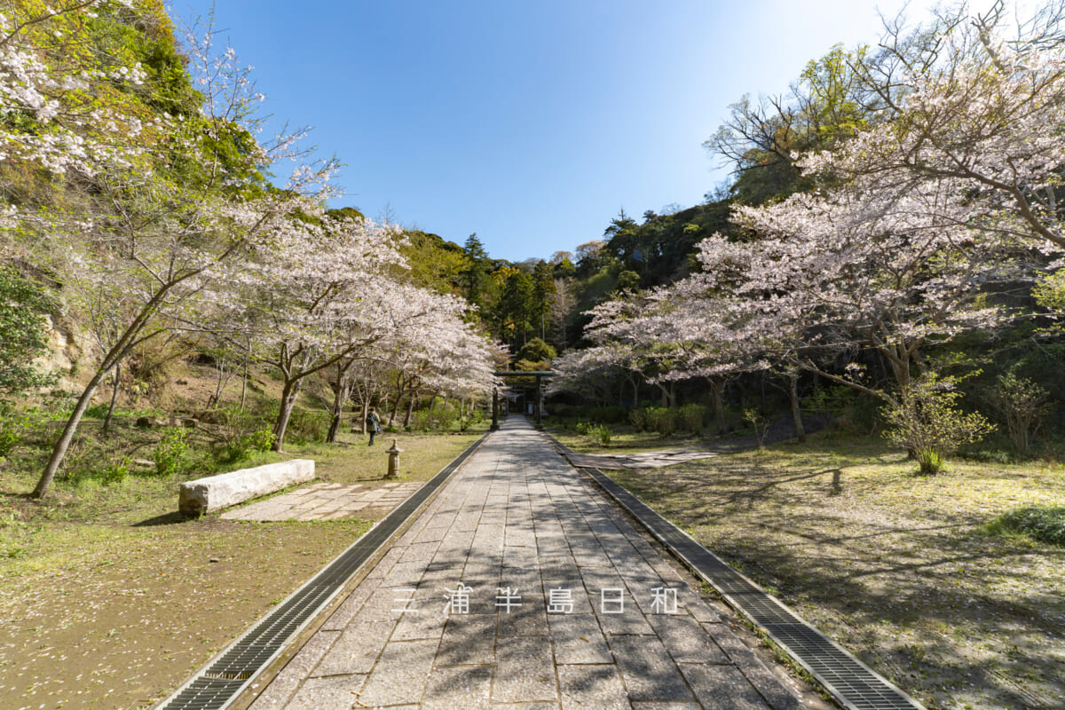 建長寺-半僧坊・参道の桜並木(撮影日:2026.04.03)
