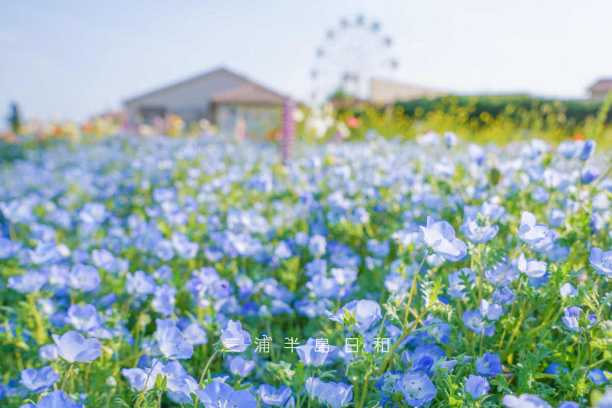 長井海の手公園 ソレイユの丘・ネモフィラ越しに観覧車方面を望む（撮影日：2026.04.28）