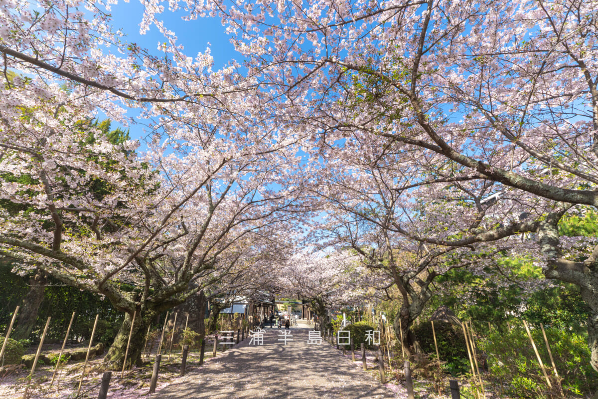 建長寺・三門前の桜のトンネル(撮影日:2026.04.03)