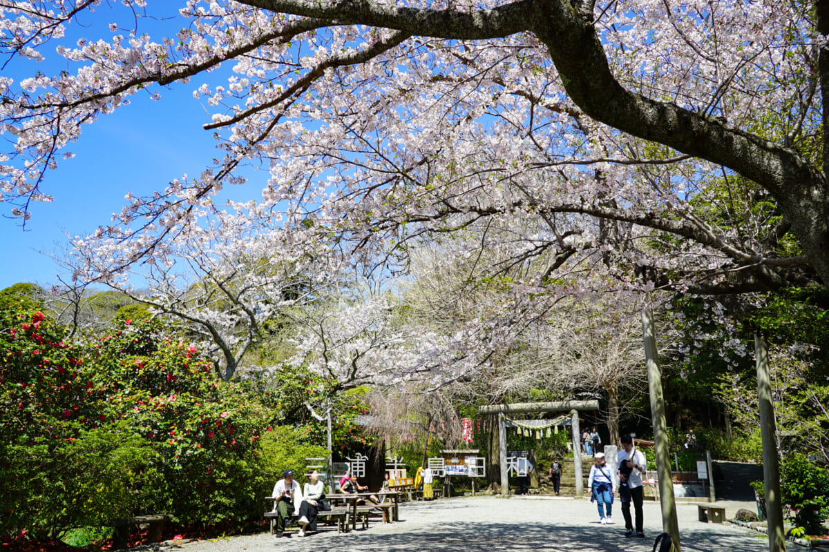 源氏山公園・葛原岡神社前の桜(撮影日:2026.04.03)