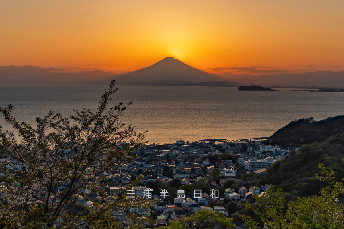 仙元山・山頂の桜の木と春のダイヤモンド富士[隠れかけ]（撮影日：2026.04.08）