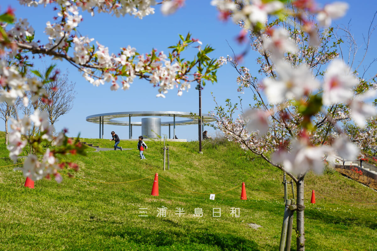 平和中央公園・平和モニュメント「平和の軸」を桜越しに望む（撮影日：2026.04.08）