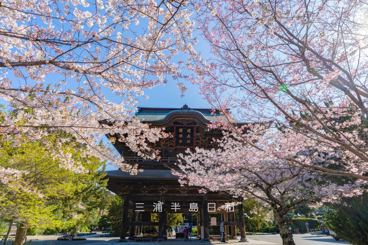 建長寺・朝の桜と三門(撮影日:2026.04.03)