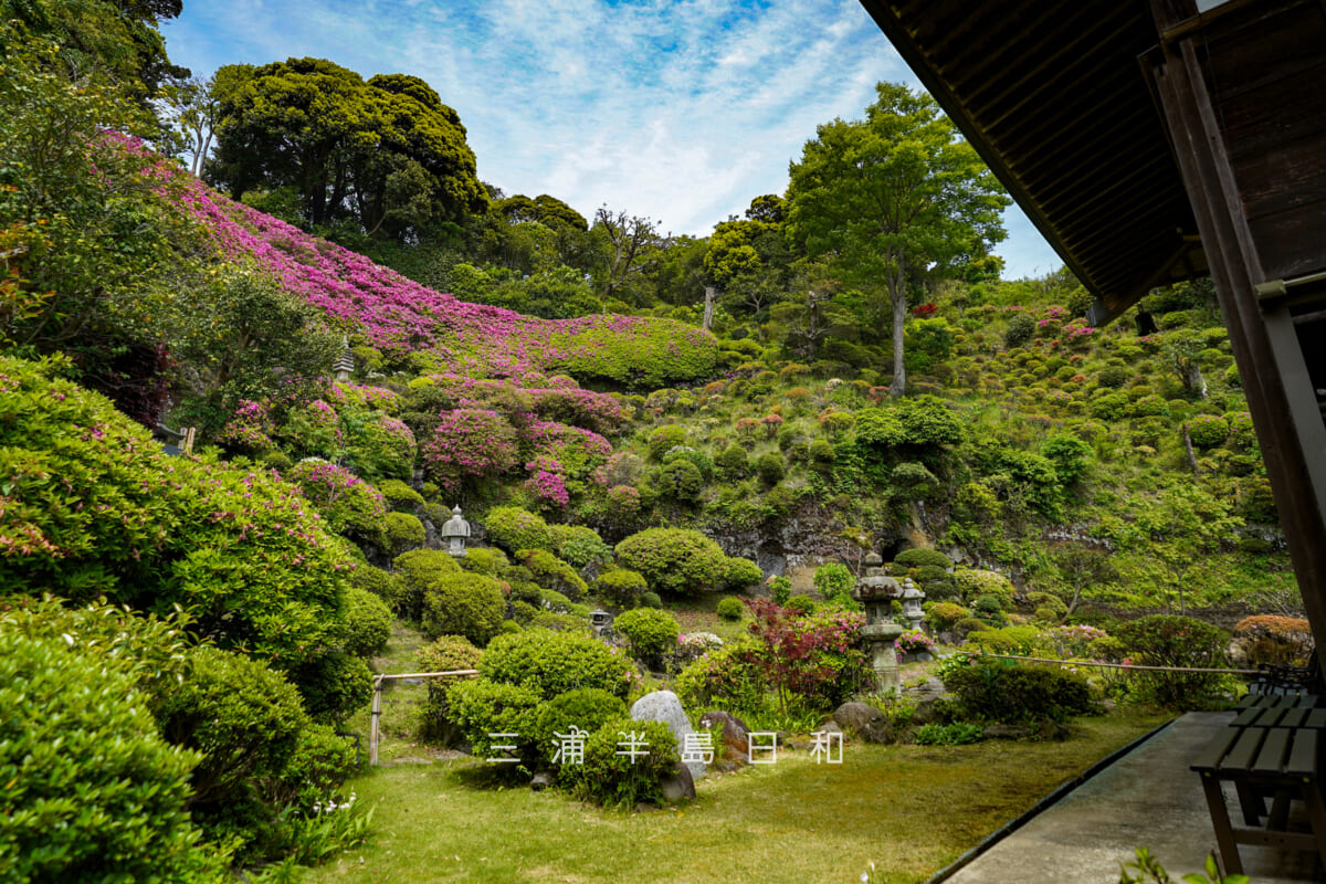 仏行寺・本堂裏のツツジ庭園とベンチ（撮影日：2026.04.28）